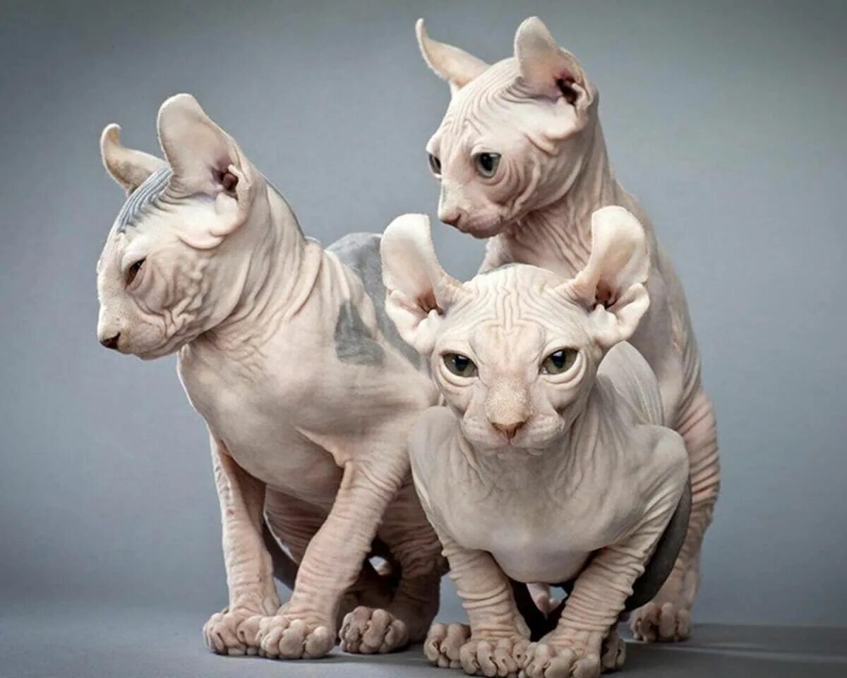 Котята эльфы