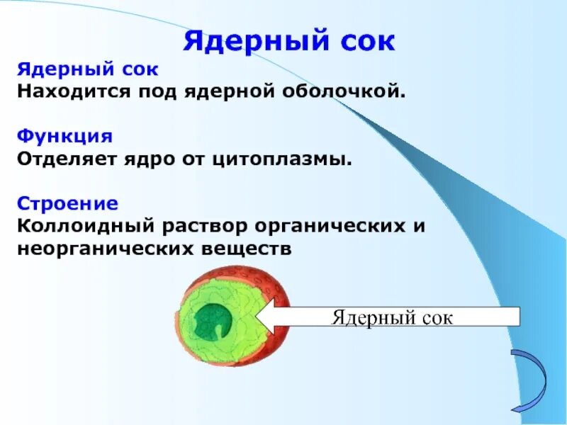 Ядро выполняет функцию ответ