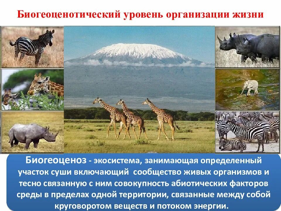 Биоценотический уровень организации жизни. Биогеоценозный уровень организации жизни. уровни организации живой природы биогеоценотический. биогеоценотический уровень организации живой материи. уровни организации живой природы биоценотический.