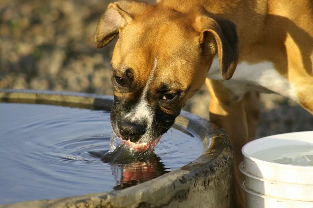 Собака пьет. Собака пьет воду. Собака лакает. Питьё для собак. Много пью и часто мочусь