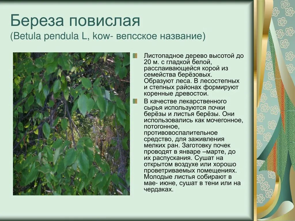 Классификация березы. Береза повислая экологическая группа. Береза повислая (бородавчатая). Берёза повислая описание. Семейство березовые береза повислая.