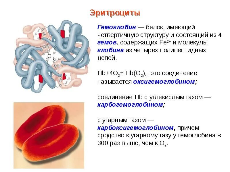 Гемоглобин структура белка. Эритроциты содержат белок гемоглобин. Гемоглобин строение и структура гема. Гемоглобин состоит из 4 цепей белка.
