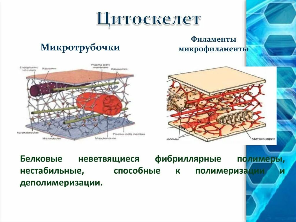 Функции органоидов цитоскелет. Цитоскелет микрофиламенты. микротрубочки цитоскелета строение. строение органоида цитоскелет. строение и функции цитоскелета.