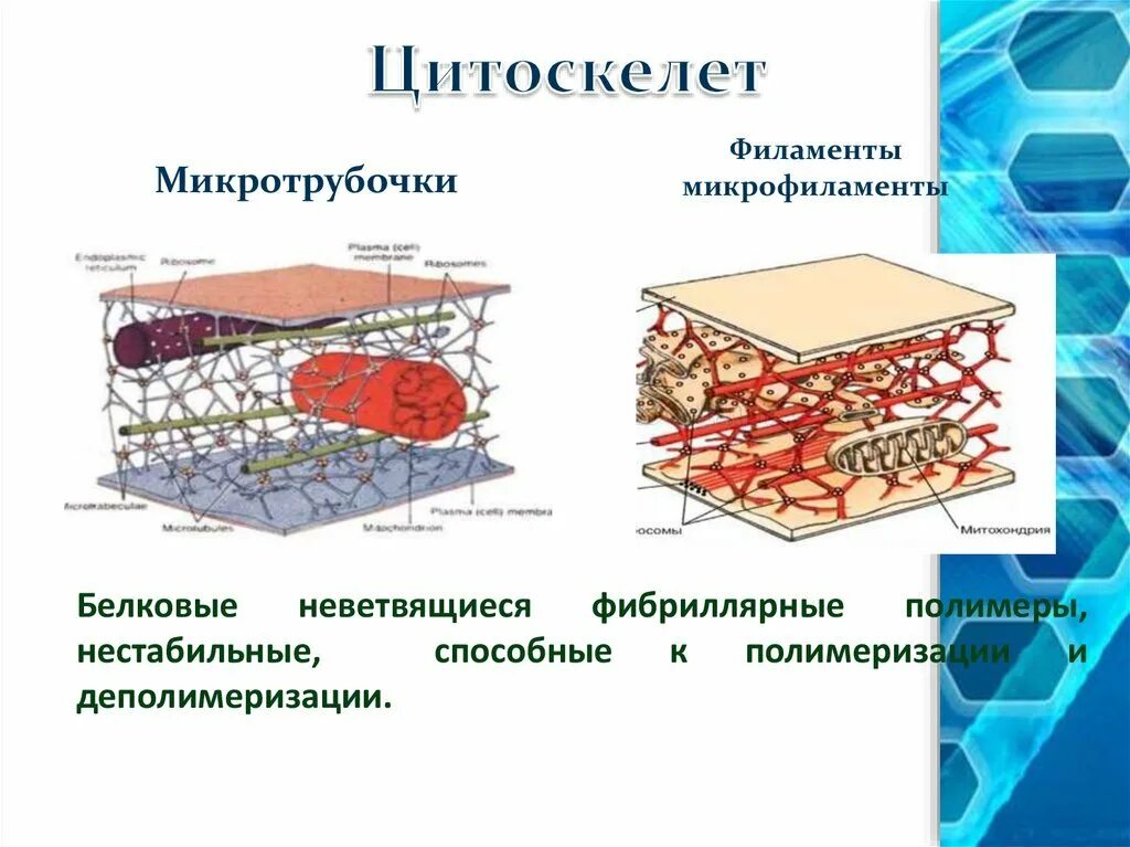 Цитоскелет микрофиламенты. Строение органоида цитоскелет. Элементы цитоскелета – микротрубочки, микрофиламенты. Цитоскелет клетки структура и функции.