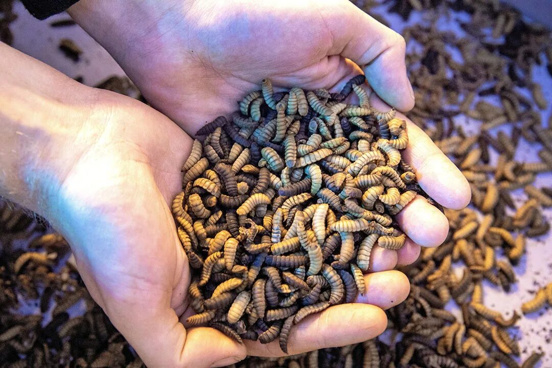 These insects feed on our