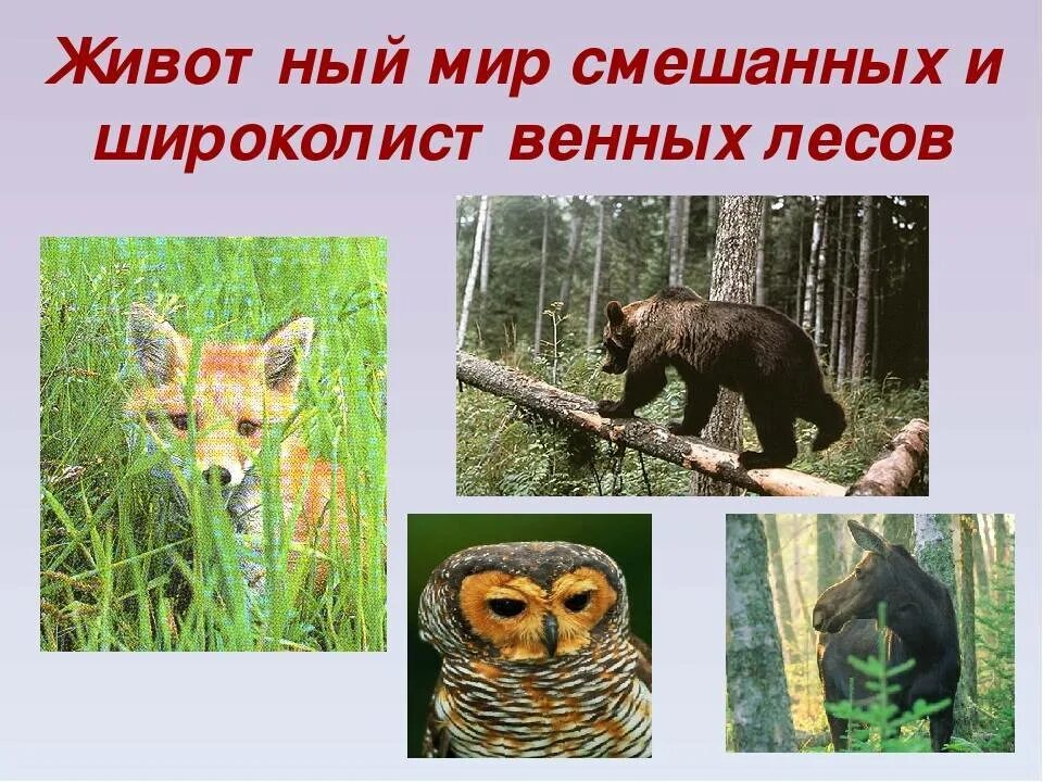 Какие животные в зоне широколиственных лесов. Животный мир смешанных и широколиственных лесов. Смешанные и широколиственные леса животные мир. Животные смешанных и широколиственных лесов в России. Зона смешанные и широколиственные леса животные.