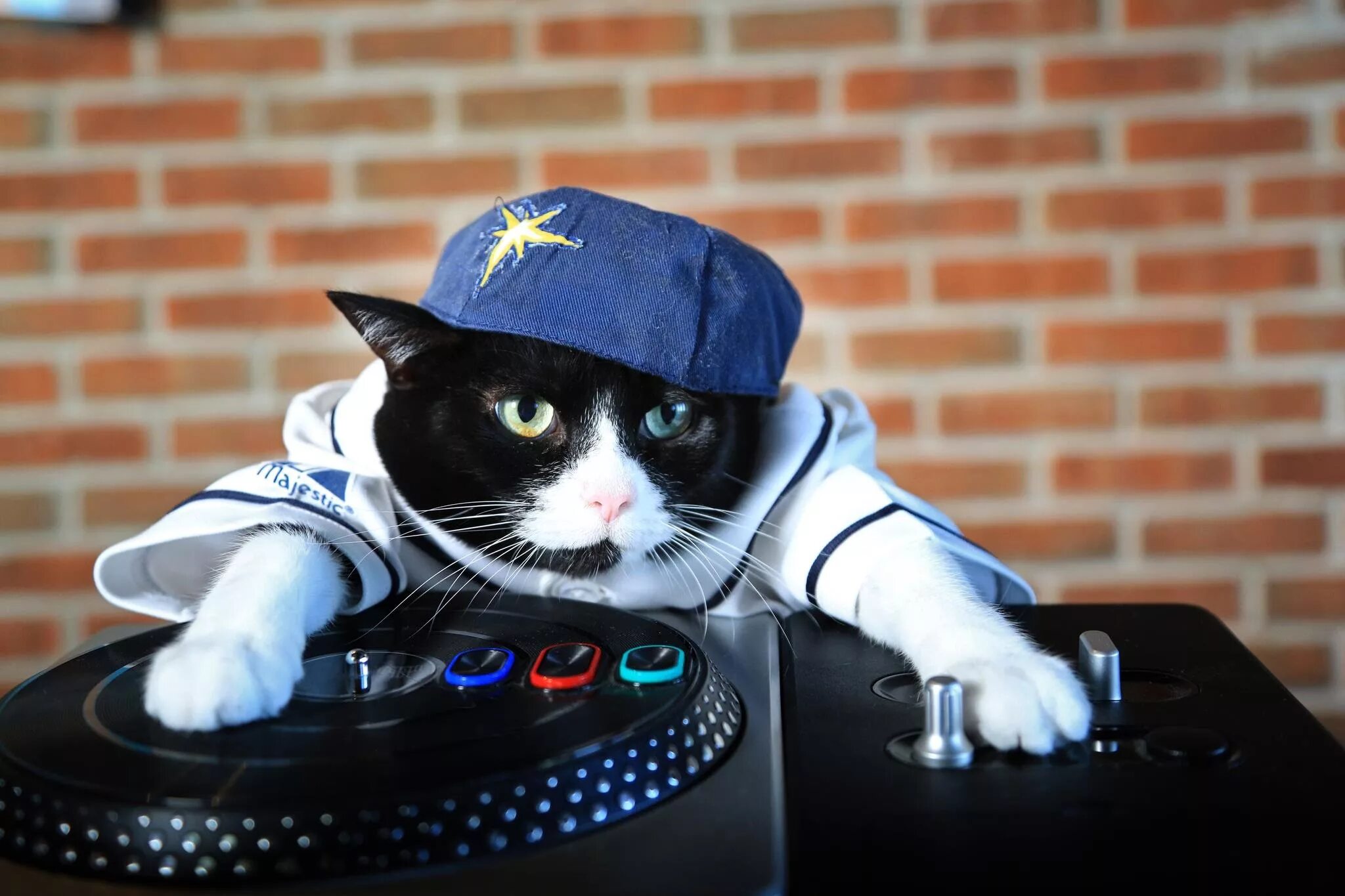 Animals dj. Крутые котики. Крутые кошки. Кот диджей. Кот в кепке.