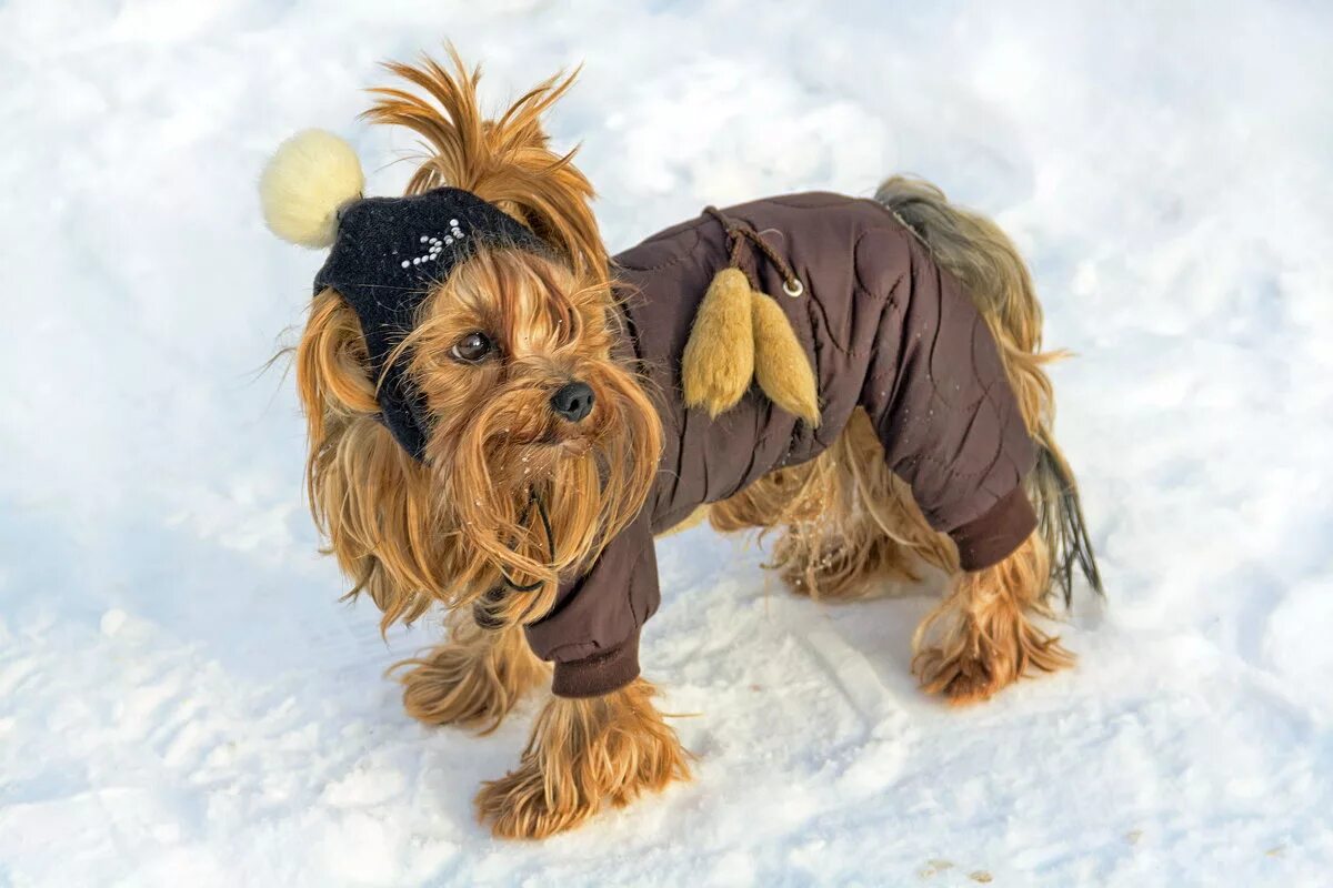 Гигиеническая стрижка. Груминг собак. Стриженная собака. Смешные стрижки собак. Собаки и стрижка зимой.