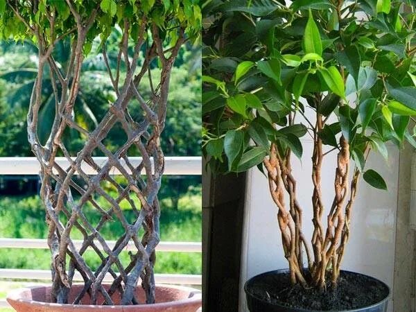 Фикус бенджамина заплетенный. Фикус бенджамина ствол косичкой. Плетение фикуса бенджамина кинки. Фикус бенджамина дерево. Фикус биннедика амстел кинг.
