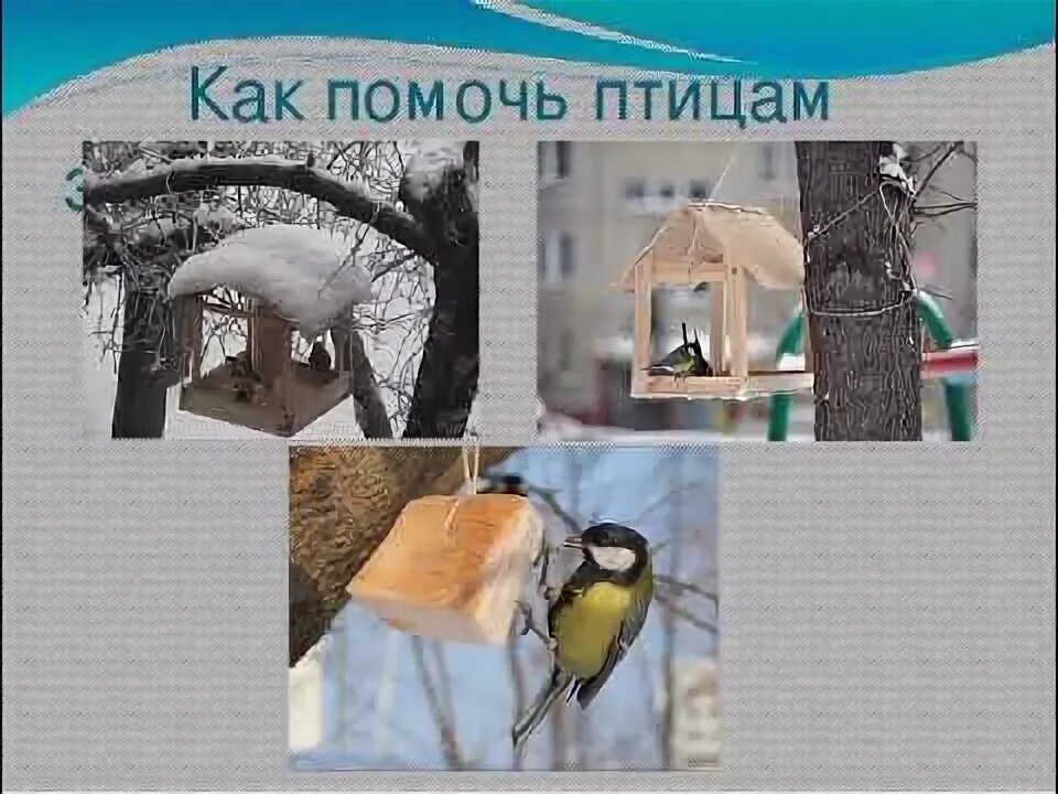 Помощь животным в зимнее время 2 класс. Как помочь животным зимой. проект помощь птицам. помощь птицам зимой. как помочь птицам в зимнее время.