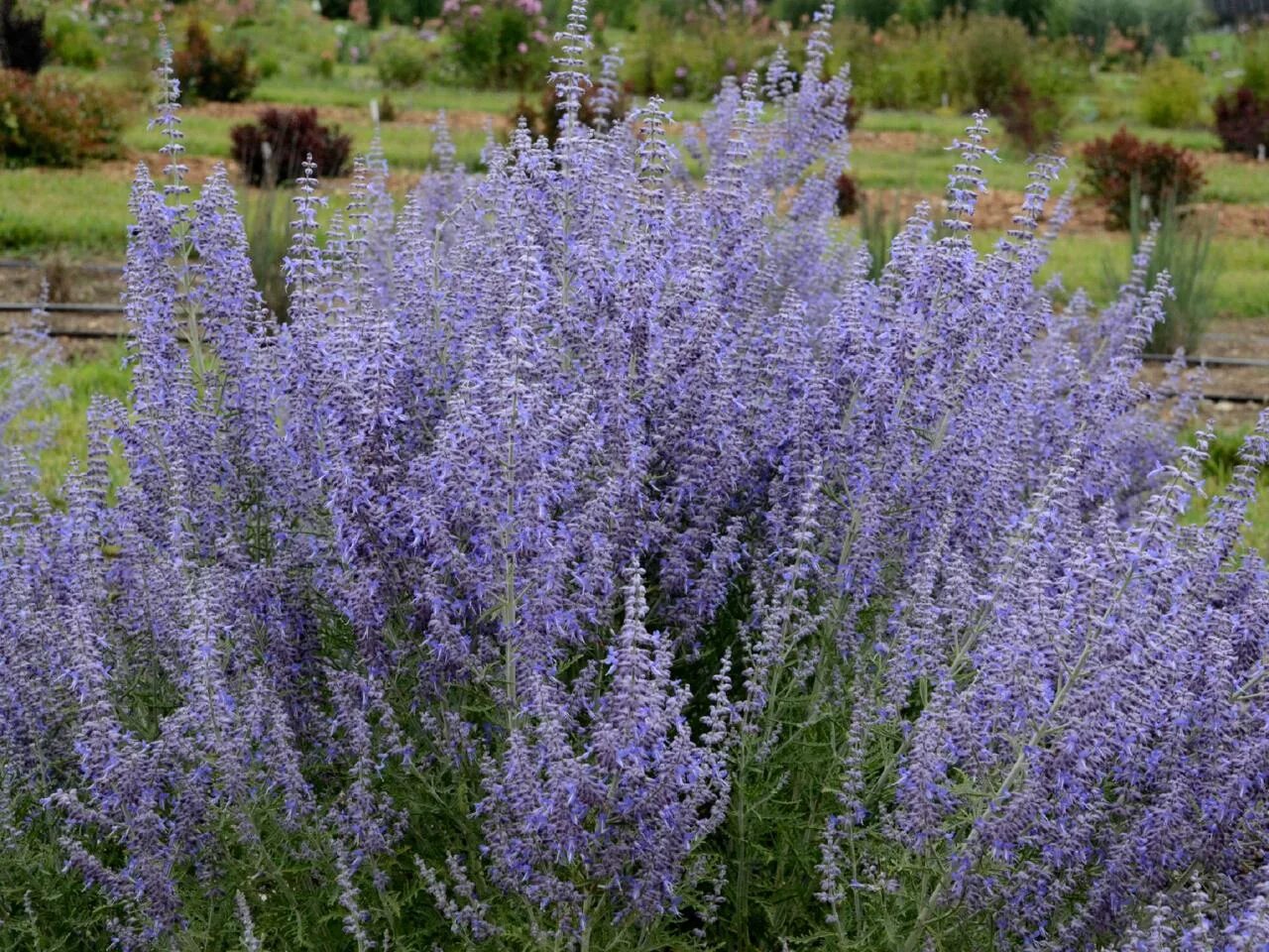 Russian plants. Перовския лебедолистная little Spire. Перовския лебедолистная Блю Спайр. Perovskia atriplicifolia little Spire. Perovskia atriplicifolia Blue Spire.