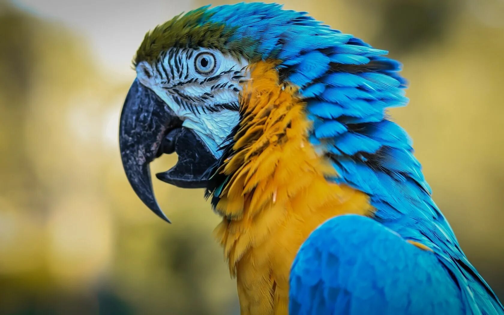 Кто такой попугай. Попугай ара. Попугай ара анфас. Жёлто-зелёный доминиканский ара. Попугай на аву.