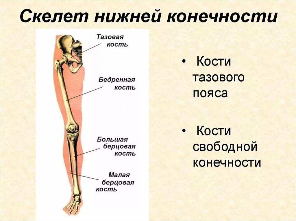 Скелет нижней конечности. Строение бедренной кости. Строение скелета нижней конечности (отделы и кости). Строение скелета нижних конечностей. Костный скелет свободной нижней конечности.