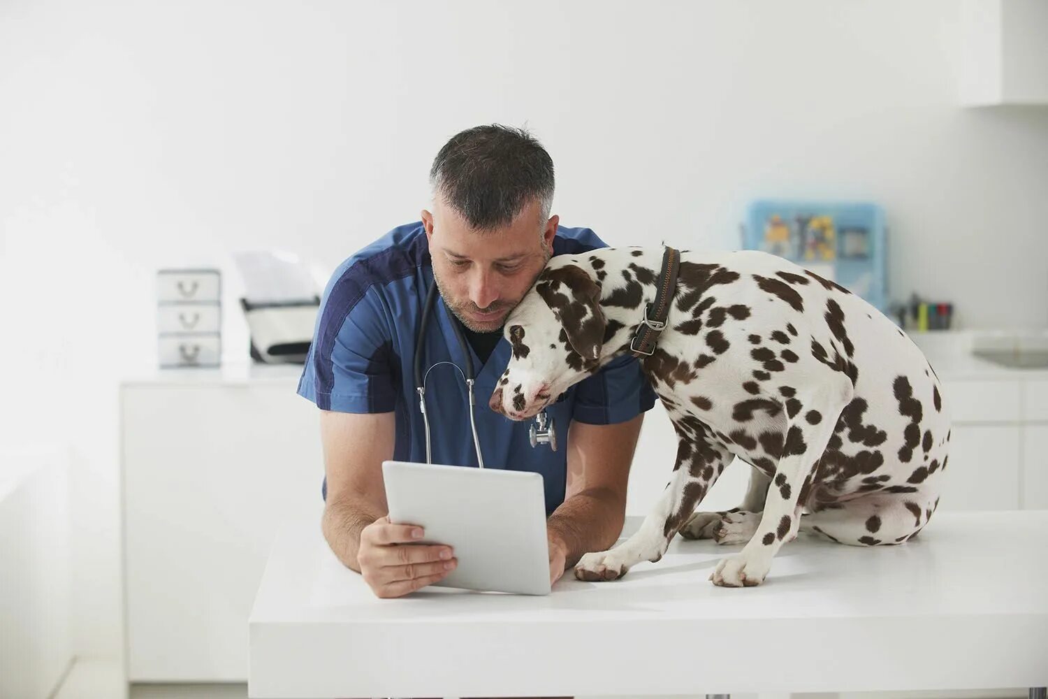 Круглосуточные ветеринарная консультация. Ветеринарная консультация. Ветеринарка номер телефона. Консультация врача ветеринара онлайн. Круглосуточные ветеринарная консультация.