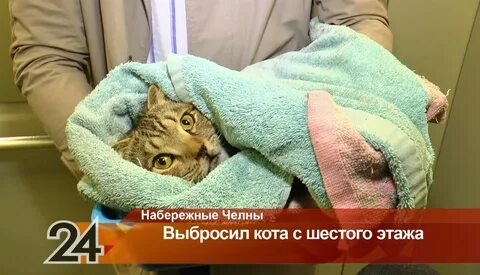 Скинь котика