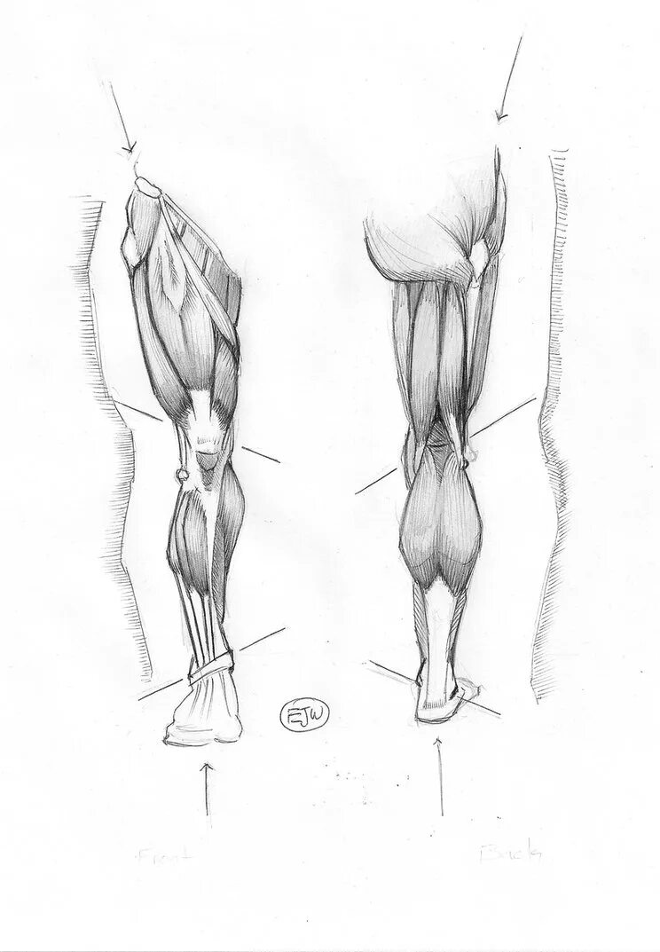 Ноги анатомия для художников. Женские ноги анатомия. Анатомия ног девушки. Женские ноги анатомия для художников. Draw leg