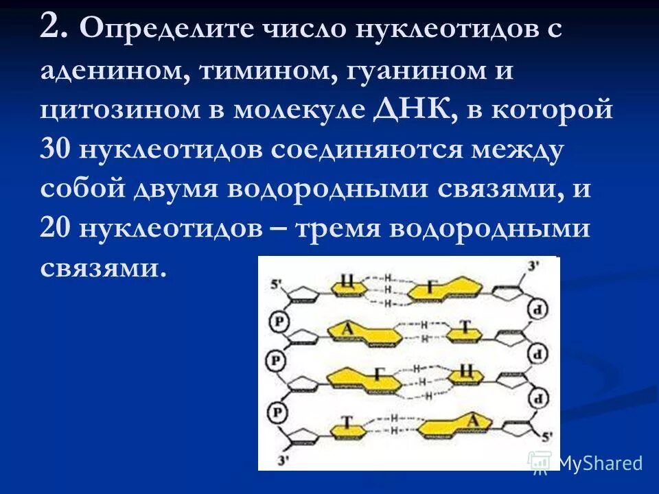 Число водородных связей в молекуле днк. Связи между нуклеотидами в днк. водородная связь между аденином и тимином гуанином и цитозином. число нуклеотидов в молекуле днк. нуклеотиды соединяются между собой.