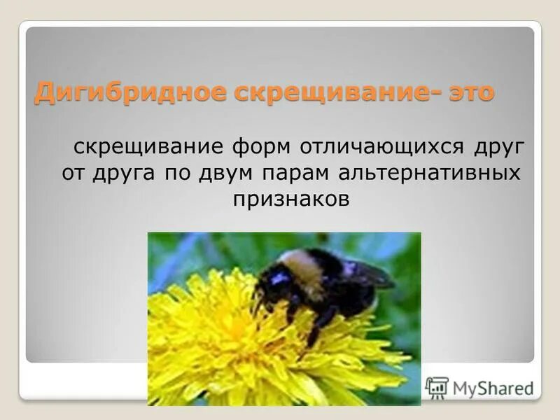 Скрещивание родительских форм различающихся по двум парам признаков. Одна пара альтернативных признаков. Скрещивание особей отличающихся друг от друга