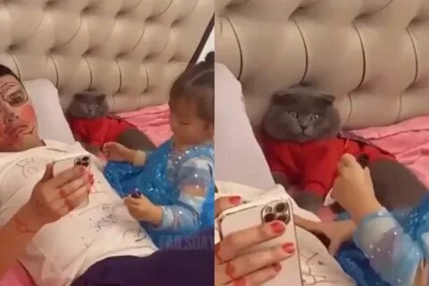 Судьба кота