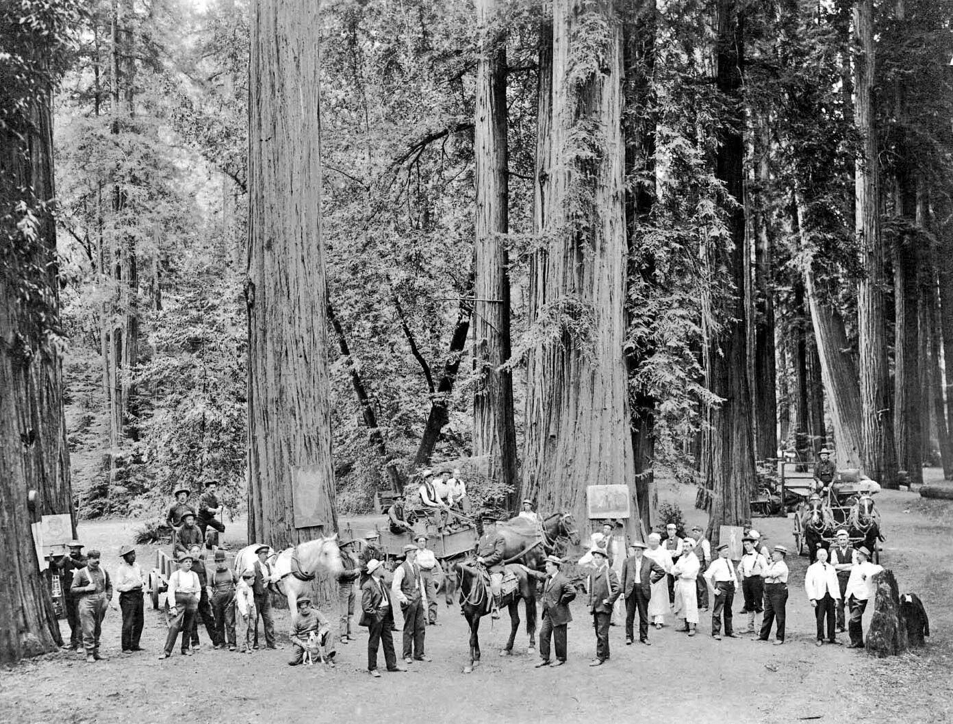 Богемная роща. Алекс джонс богемская роща. Богемская роща 2020. Монте рио богемская роща. Богемская роща монте-рио калифорния.