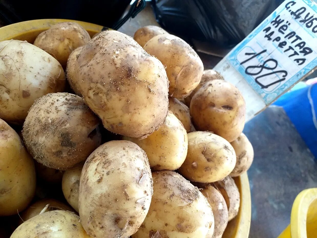 Золотой картофель. Картофель Магаданский. Настоящий картофель. Магадан сорт картофеля. Сколько лет картофелю