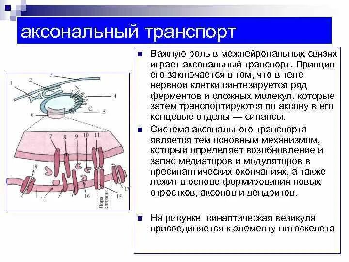 Анатомо физиологический аппарат предназначенный для приема. Аксональный транспорт. Ретроградный аксональный транспорт. Быстрый и медленный аксональный транспорт. . Аксонный транспорт роль.