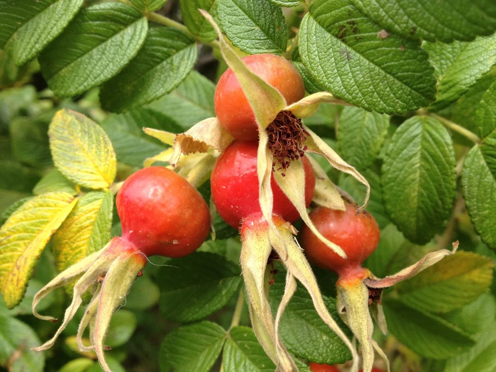 Шиповник пятиугольная площадка. Цветок и плод шиповника. Плод розы. Грин сайд плоды шиповника. Шиповник воронцовский куст.