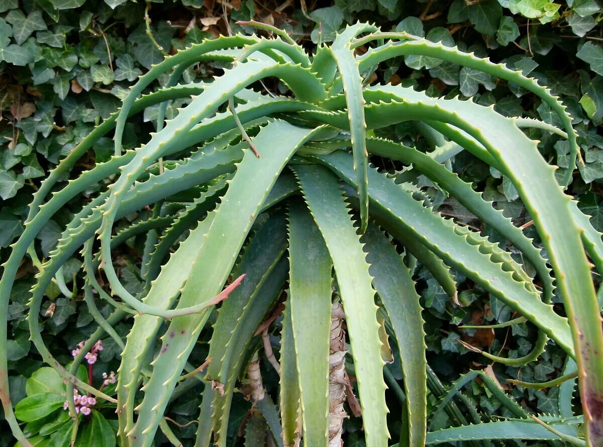 Алоэ arborescens. Алоэ древовидное столетник. Древовидное (Aloe arborescens). Алоэ древовидное (Aloe arborescens). Алоэ длинное