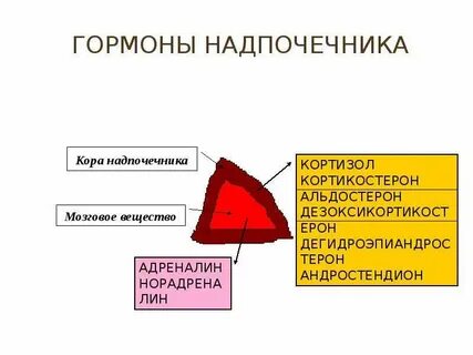 В коре надпочечников вырабатываются гормоны