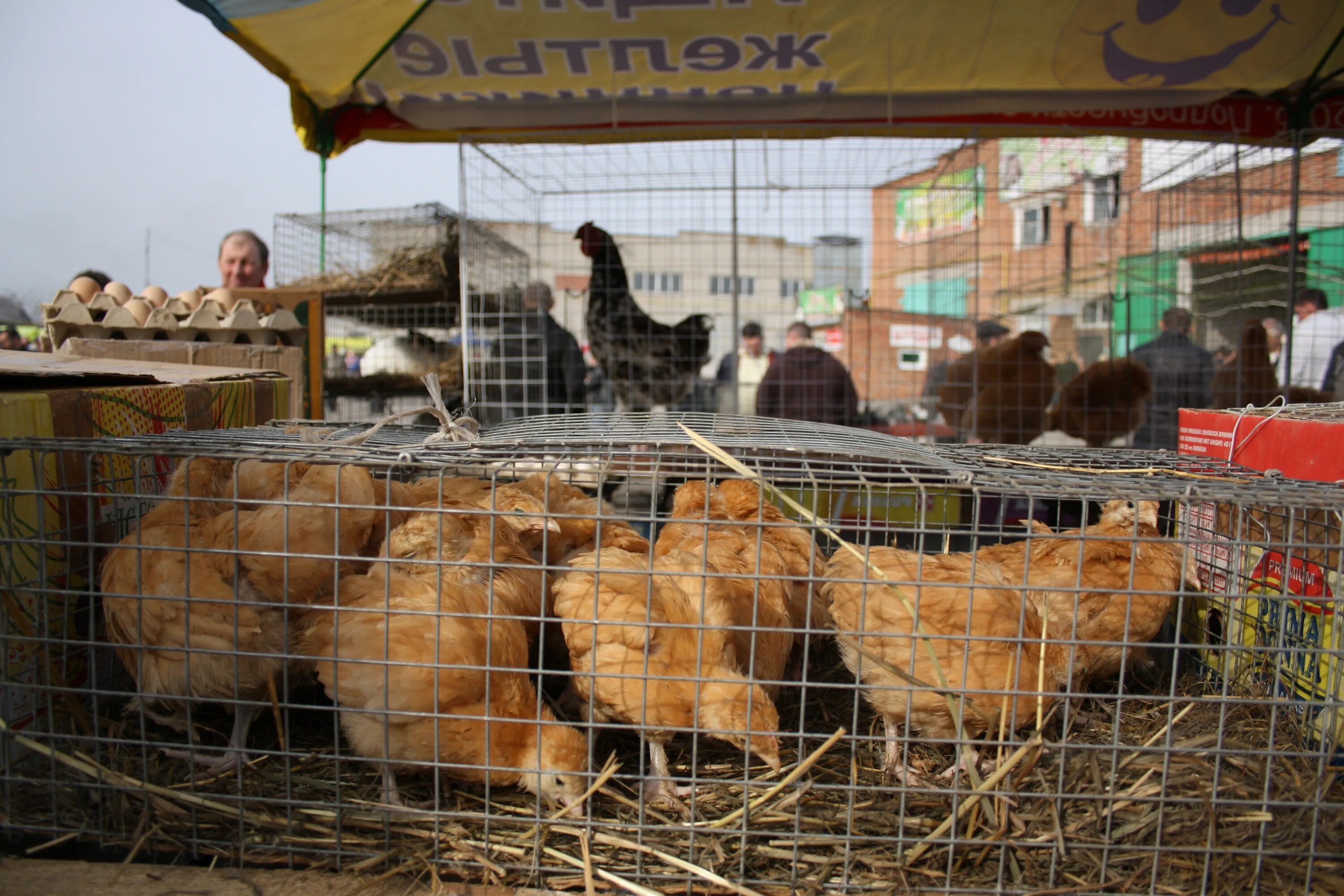 Где купить живой курицу. Птичий рынок. Рынок животных. Птичий рынок животные. Птичий рынок птицы.
