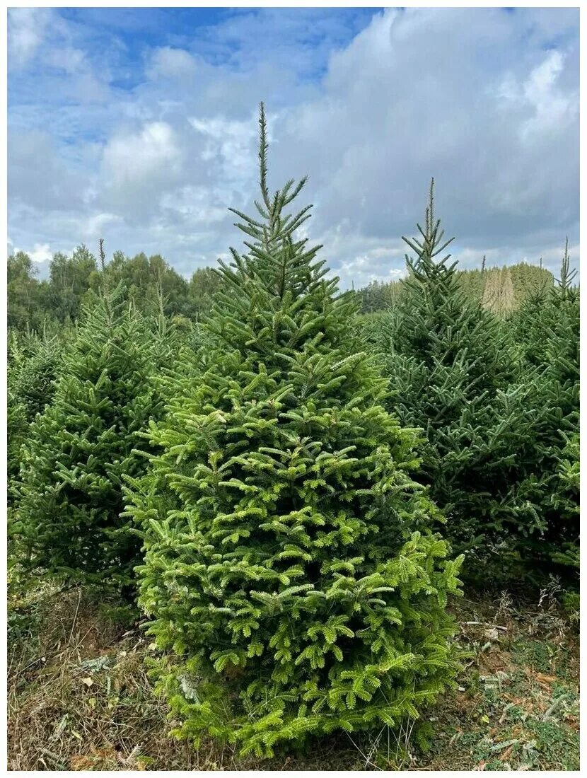 украсить сосну на новый год. рождественская пихта фразера. живая новогодняя елка. живая новогодняя елка отзывы. елка живая.