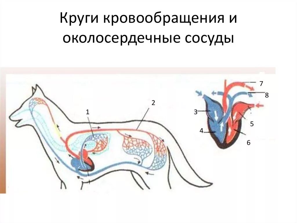 Млекопитающие кровообращение и дыхание. Строение кровеносной системы собаки. Строение кровеносной системы собаки схема. Кровообращение млекопитающих. Система кровообращения собаки.