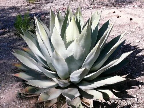 Файл:MCBG Agave fourcroydes.JPG - Вікіпедія