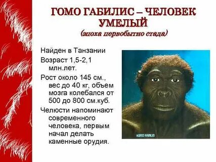 Человек умелый рост