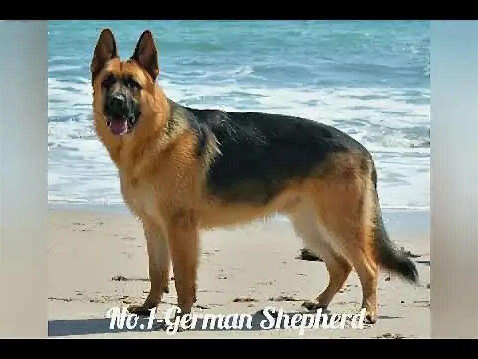 Pin auf dog Schneeleopard, Hunde, Leopard