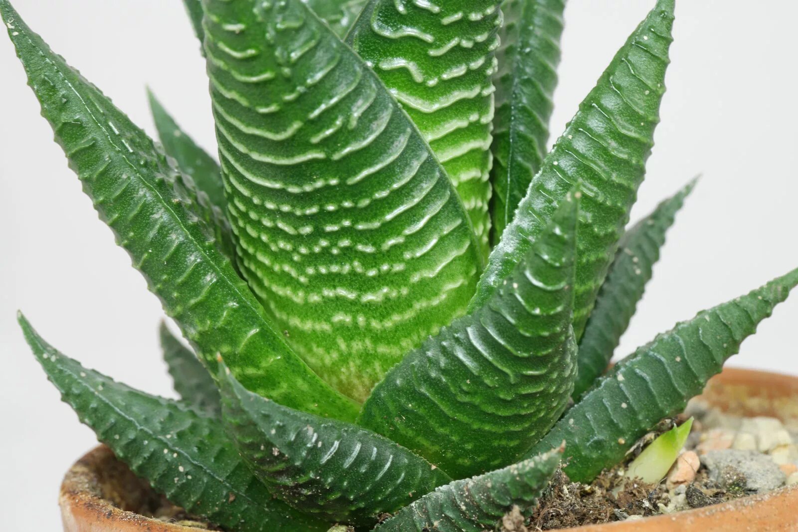 Haworthia limifolia. Хавортия пунгенс (haworthia pungens). Хавортия лимифолия. Хавортия limifolia. Хавортия твистер.
