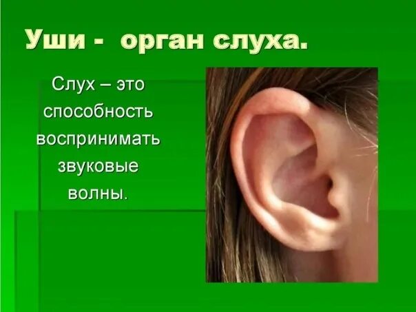 Проект про ухо по окружающему мир Презентация по биологии на тему "Слуховой анализатор"