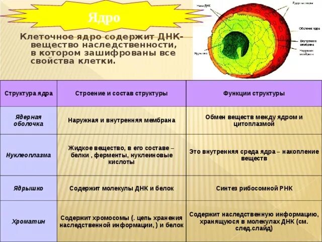 Дайте характеристику клеточному ядру. Строение ядра и ядрышка и ее функции. Ядрышко строение и функции. Структура ядра, строение, свойства и функции. Функции структурных элементов клеточного ядра.