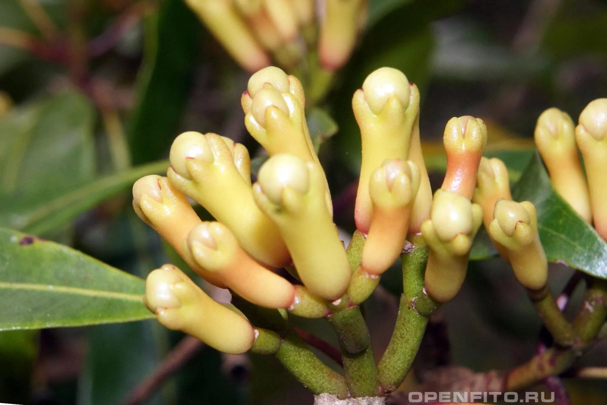 Пряное дерево. Гвоздичное дерево Сизигиум. Syzygium aromaticum гвоздичное дерево. Сизигиум («гвоздика») приправа. Гвоздичное дерево семейства миртовых гвоздика.