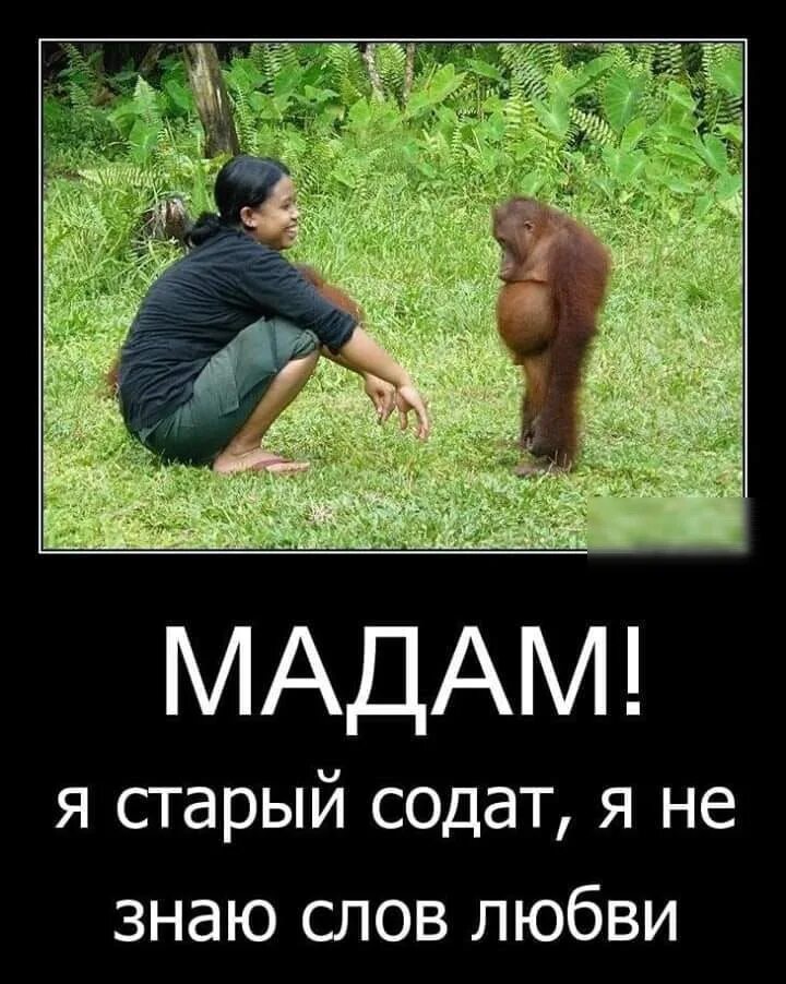 Я солдат и не знаю слов любви. Старый солдат не знает слов любви. Я старый солдат и не знаю слов любви. Старый солдат донна роза. Не знающий слов любви.