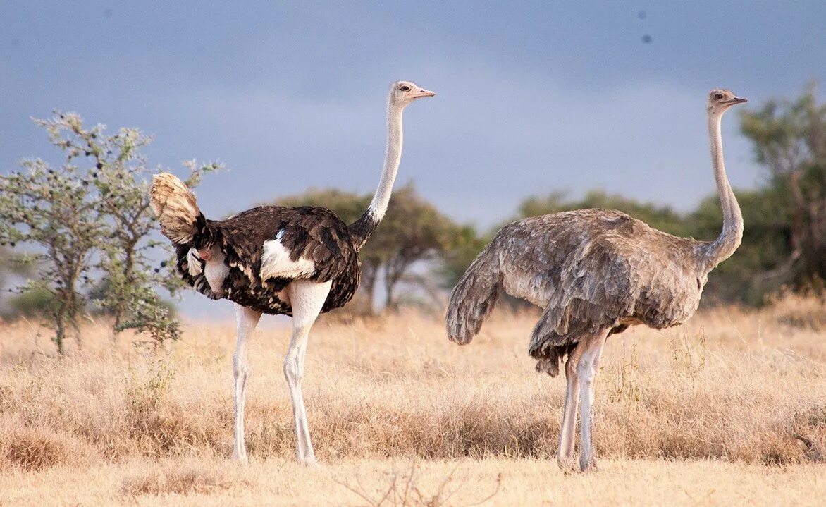 Африканский страус в саванне. Африканский страус самец. Африканский страус самец и самка. Крылья африканского страуса.