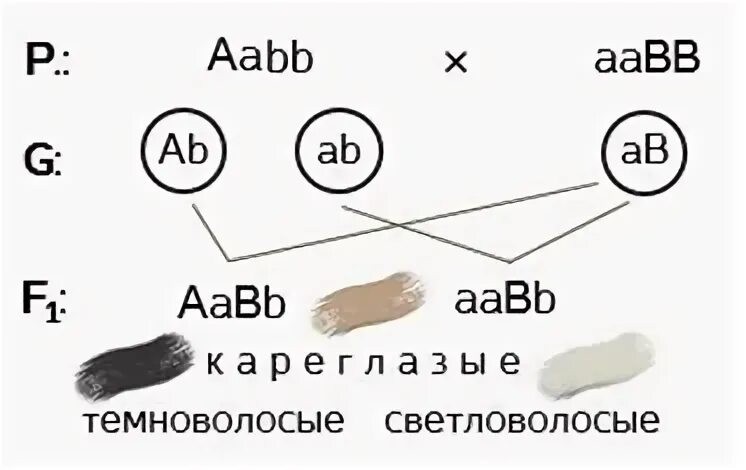 AABB AABB скрещивание. Соотношение генотипов при дигетерозиготном скрещивании. Дигетерозиготный хомяк