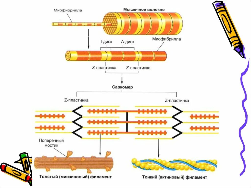 Белки саркомера. Схема саркомера миофибриллы мышечного волокна. Строение саркомера мышечного волокна. Миозиновые филаменты. Функции поперечных мостиков миофибрилл.