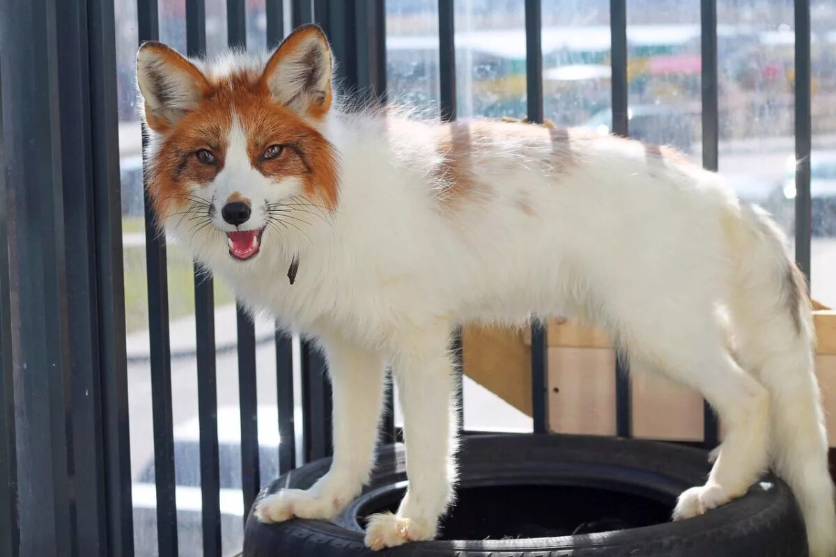 лиса мэнсфилдская жемчужная. лиса жемчужная крестовка. окрасы лисов. окрасы лисов. мраморная крестовка лиса.