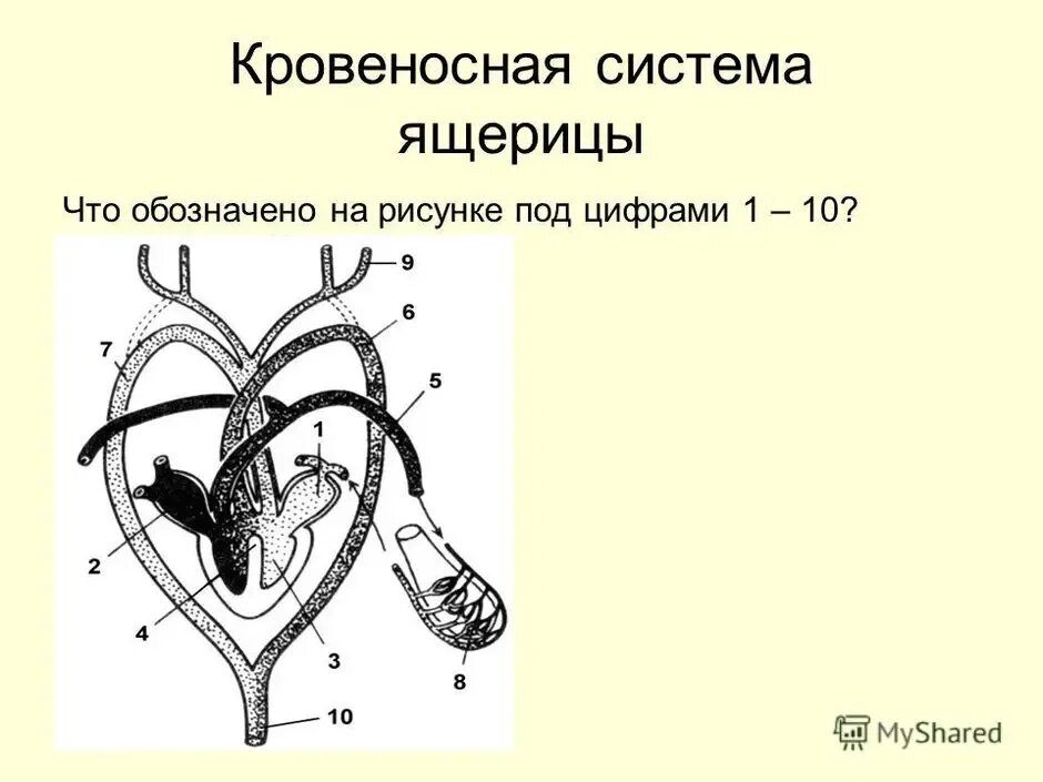 Отделы сердца пресмыкающиеся. Схема кровеносной системы ящерицы. Кровеносная система рептилий схема. Строение кровеносной системы рептилий схема. Схема строения кровеносной системы ящерицы.