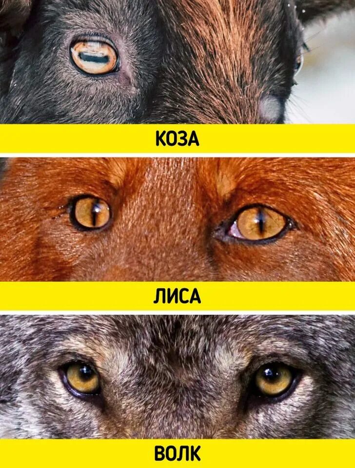 Как животные определяют время. Формы зрачков у животных. зрачки хищников и травоядных. животные с вертикальными зрачками.