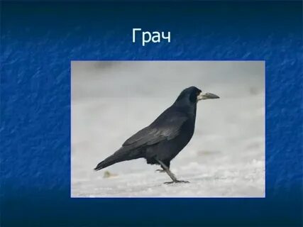 Гр грачи