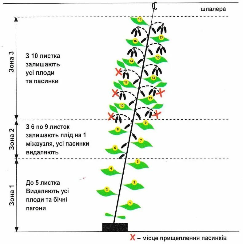 Правильная посадка огурцов. Формирование огурцов в теплице в один стебель схема. Схема формирования огурцов в теплице. Схема пасынкования огурцов в теплице. Формирование огурцов в теплице из поликарбоната в один стебель схема.