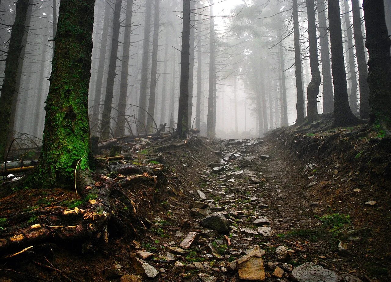 Way stones. Тропинка в лесу. Земля в лесу. Фото леса. Лесная каменная тропа.