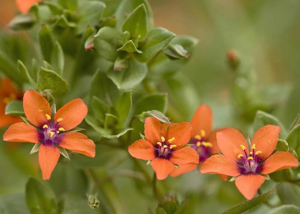 Anagallis arvensis. Анагаллис Скарлет. Анагаллис полевой. Анагаллис цветок.